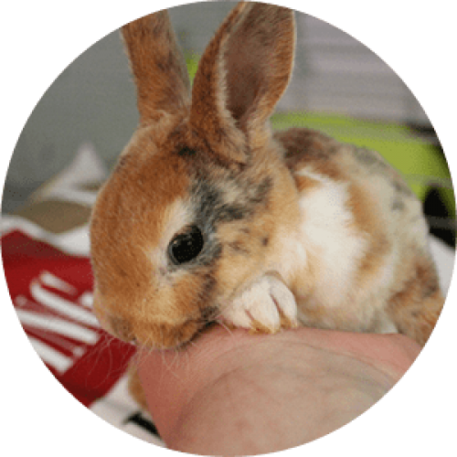 Rabbit Mini Rex Les Petits Lapins D Amour