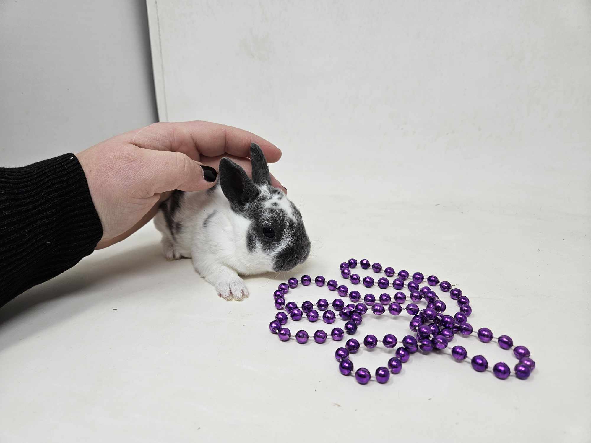 Mini lapin à mettre dans le panier