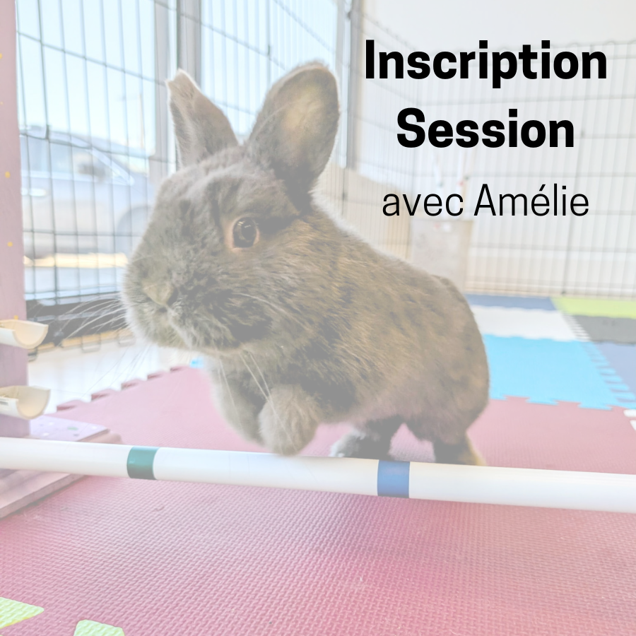 Inscription Session - Saut d'obstacle pour lapin